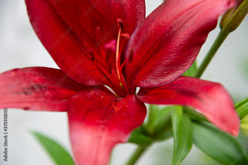 Fototapeta premium Close up of a red lily flower. Focus on the petals.