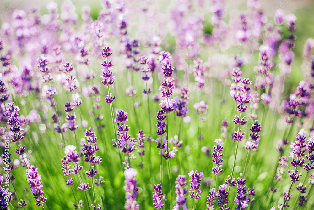 Beautiful lush purple lavender bush close-up. A greeting card. Beautiful background. Summer. Place for text Beautiful lush purple lavender bush close-up. A greeting card. Beautiful background. Summer. Place for text