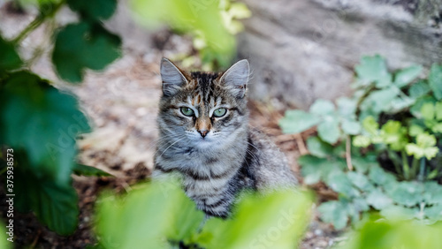 Wallpaper Mural a fluffy gray cat is sitting in the bushes, a gray kitten looks out of the bushes and looks importantly ahead. cats in nature Torontodigital.ca