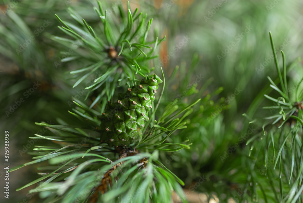 Pine branch with young green cone on blurred needles background Pine branch with young green cone on blurred needles background