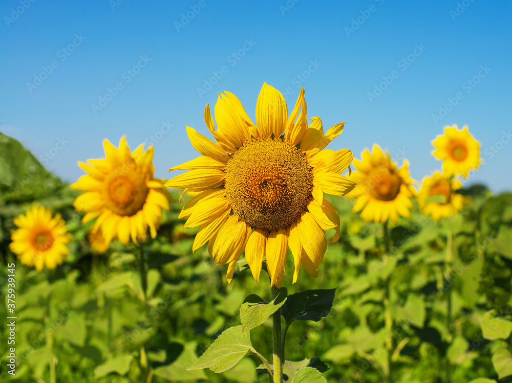 A field with sunflowers. One flower close-up. A field with sunflowers. One flower close-up.