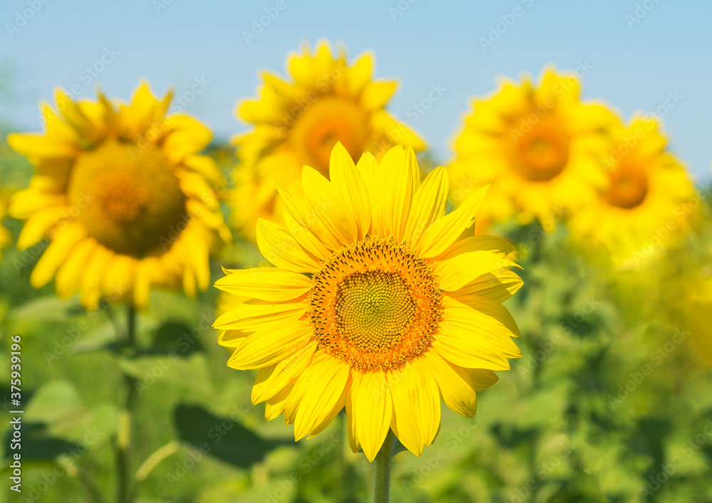 Field with bright yellow sunflowers. Close look. Field with bright yellow sunflowers. Close look.