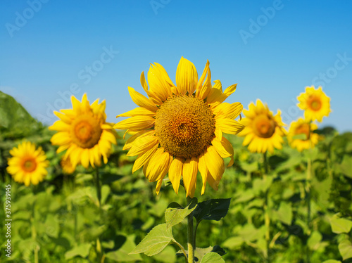 A field with sunflowers. One flower close-up.