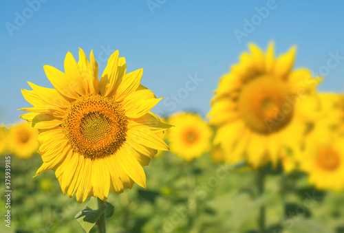 Field with bright yellow sunflowers. Close-up.