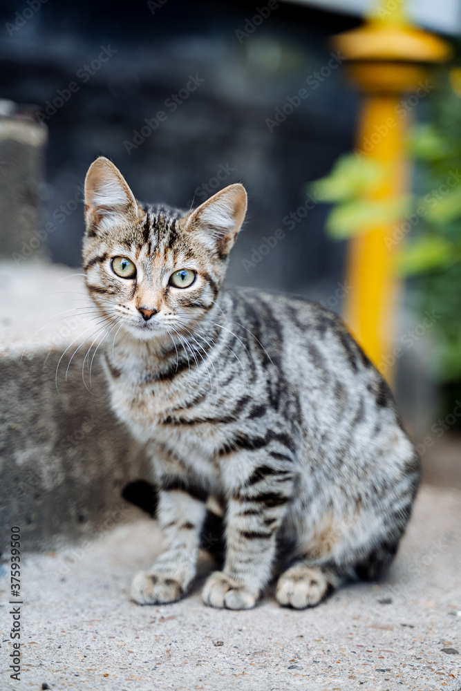 a gray tabby cat is sitting on the asphalt, a gray house cat is walking on the street, a young kitten.