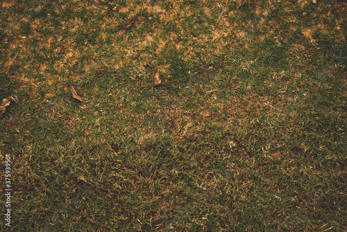 Bild auf Leinwand Green and dry grass. Texture green lawn.