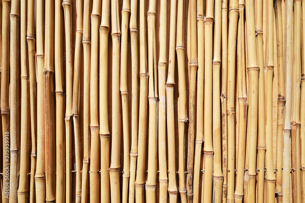 Fototapeta premium close up view of bamboo stick background