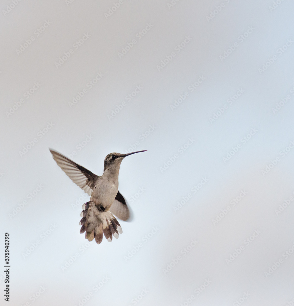 hummingbird in flight hummingbird in flight
