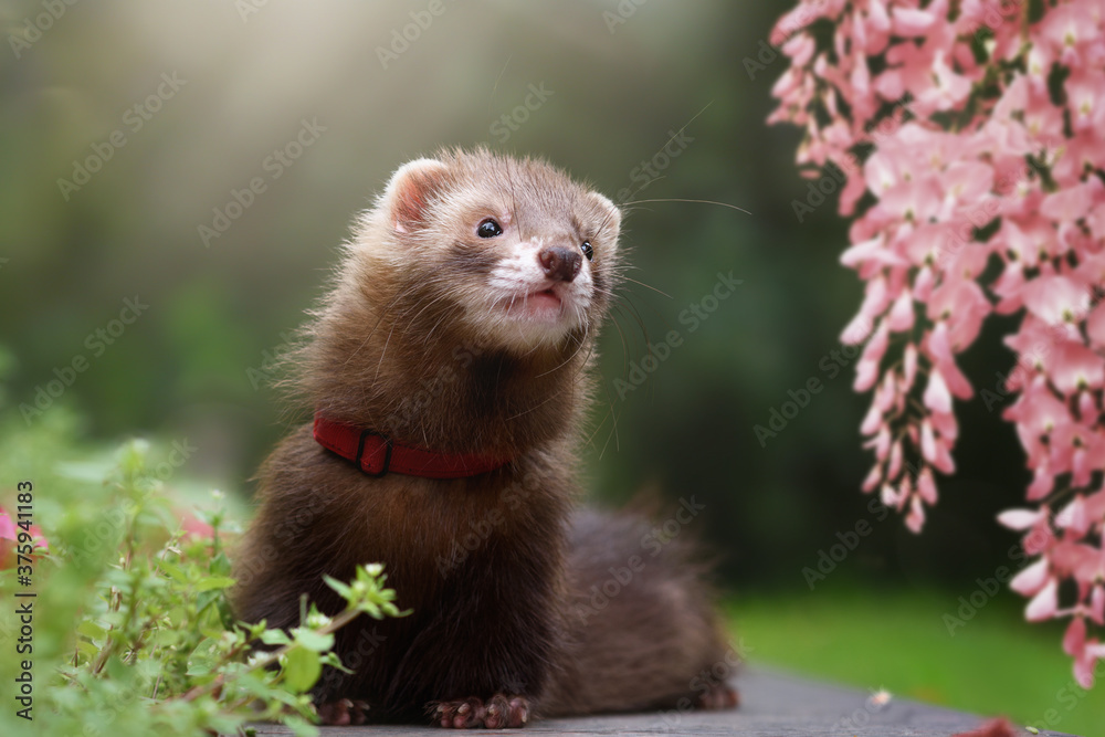 A chocolate-colored ferret walks in the park on a sunny summer day, sits next to pink flowers, looks at the wisteria. A chocolate-colored ferret walks in the park on a sunny summer day, sits next to pink flowers, looks at the wisteria.