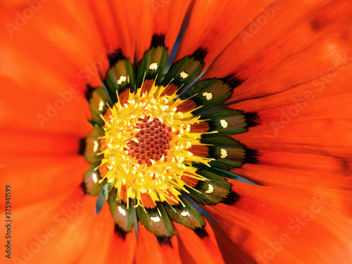 Beautiful gazania flower (Gazania rigens) close up
