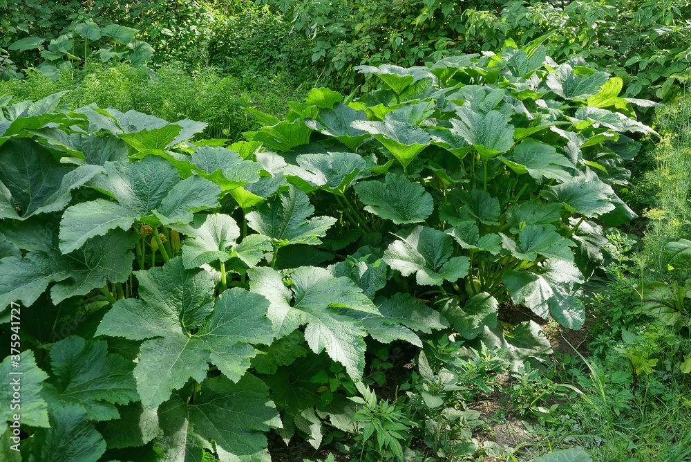 plants from large green leaves of pumpkin in a summer garden plants from large green leaves of pumpkin in a summer garden