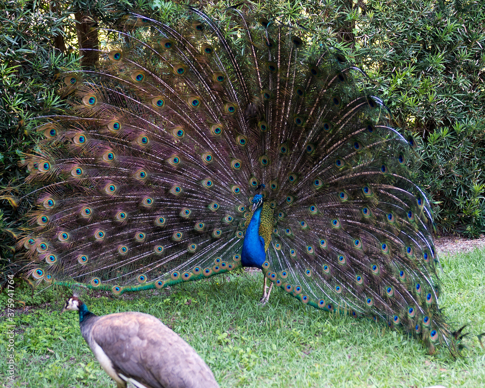 Obraz premium Peacock bird Stock Photos. Peacock birds, the beautiful colourful bird in courtship with a female peacock present. Image. Picture. Portrait. Photo.