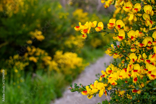 Flores amarillas en un camino