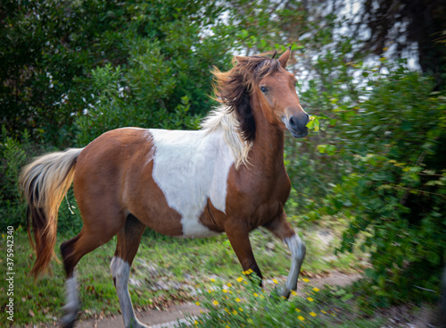 Brown and white wild horse in motion 