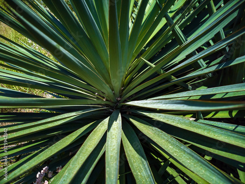 Beautiful evergreen leaves of yucca gloriosa closeup, grows in the park in summer