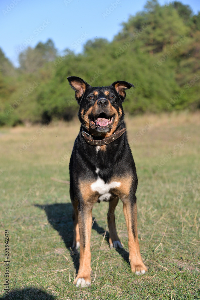 On self-isolation, you can walk your dog in the Park on a hot autumn day. The dog runs merrily for sticks. On self-isolation, you can walk your dog in the Park on a hot autumn day. The dog runs merrily for sticks.