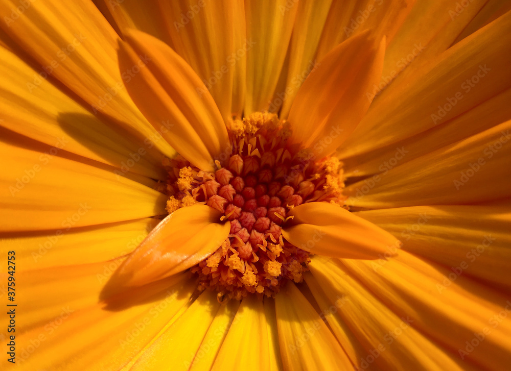 Macro of orange flower calendula nature background