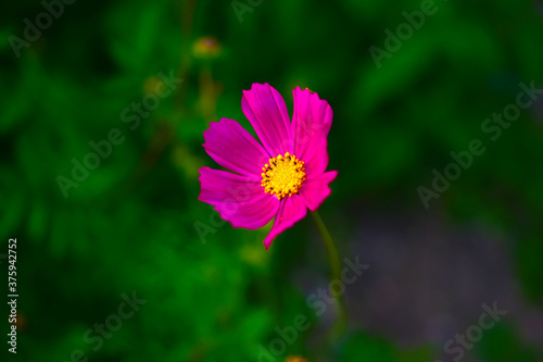 Bright red flower of cosmea in green in summer