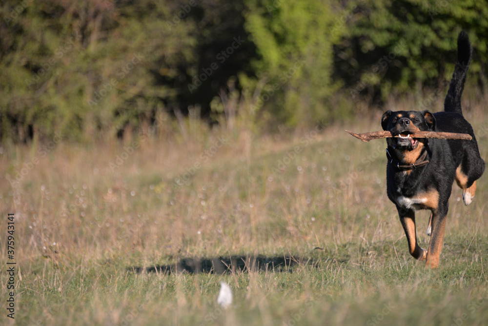 On self-isolation, you can walk your dog in the Park on a hot autumn day. The dog runs merrily for sticks. On self-isolation, you can walk your dog in the Park on a hot autumn day. The dog runs merrily for sticks.