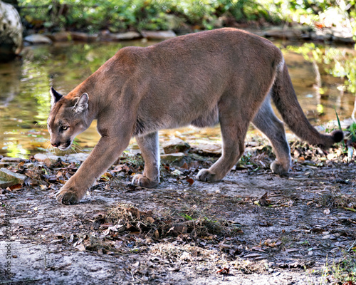 Panther Florida stock photos.  Close-up profile view walking by the water with a foliage and water  background displaying body, head, ears, eyes, nose, paws in its environment and habitat. Image.