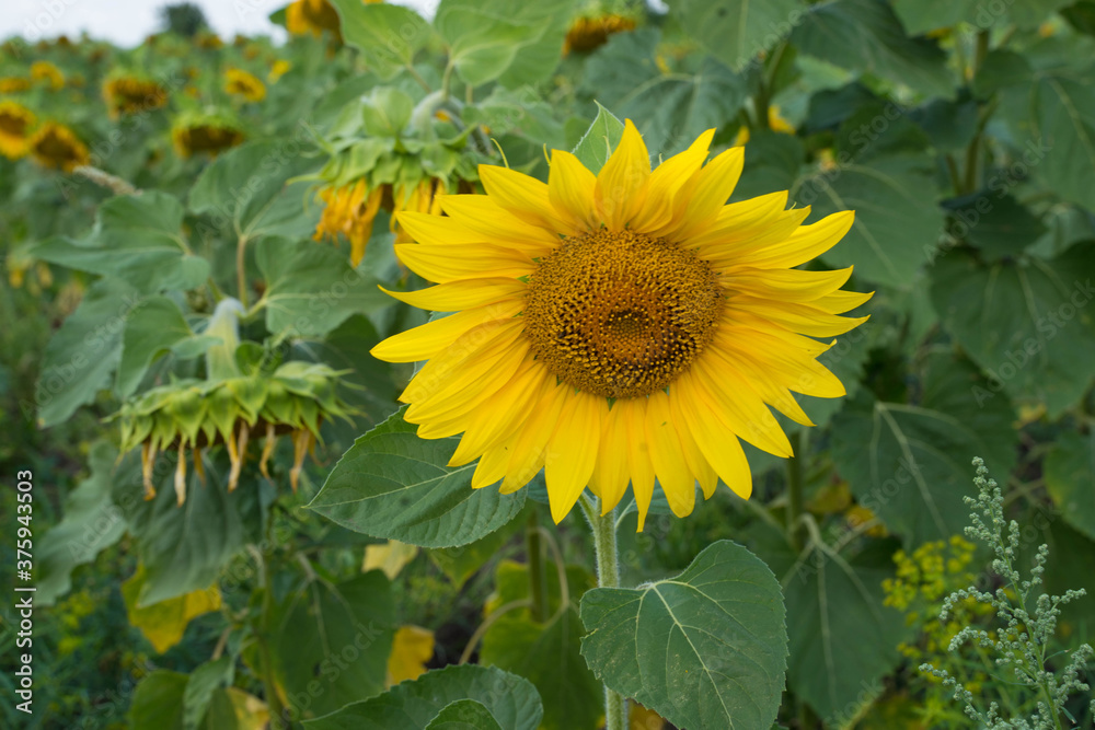 sunflower stands in a sunflower field sunflower stands in a sunflower field
