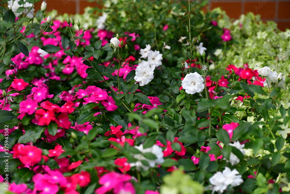 spring flowers in the garden