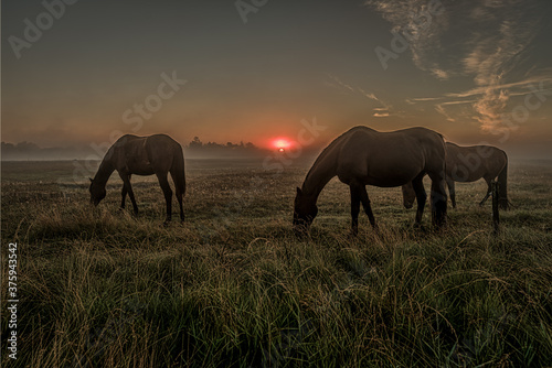 Horses grazing an early morning in the misty sunrise © Stig Alenas