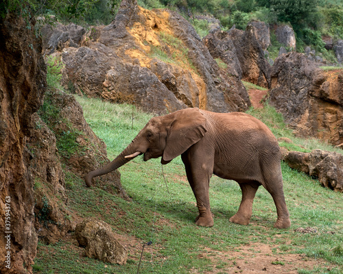 Elefante comiendo 