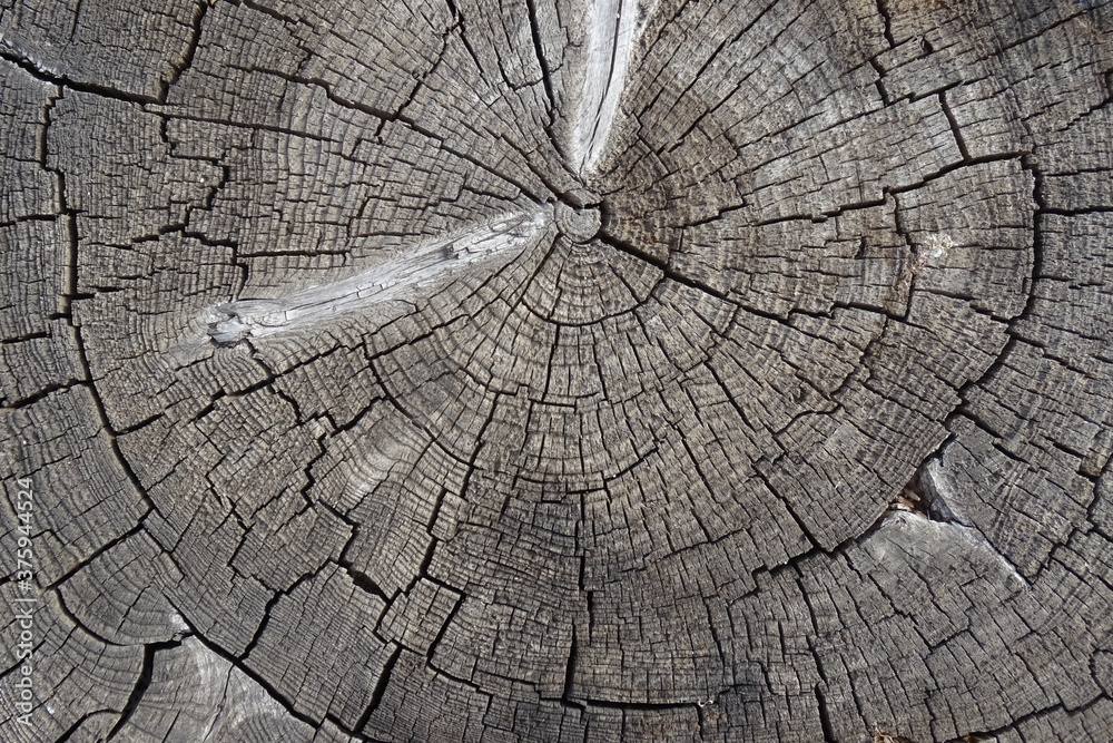 Fototapeta premium Old cracked tree stump texture. Natural wooden background.