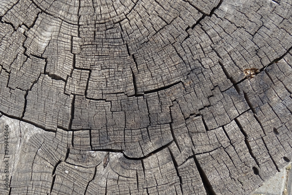 Old cracked tree stump texture. Natural wooden background. Old cracked tree stump texture. Natural wooden background.