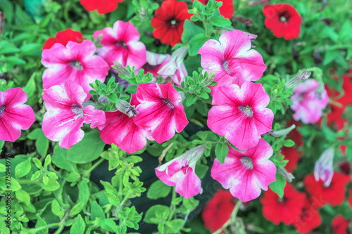 Pink and red petunia flowers are annual garden or balcony ornamental plants.