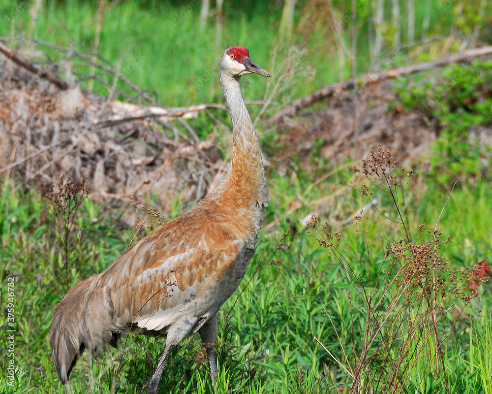 Naklejka premium Sand hill crane Stock Photos. Close-up profile view in the field, displaying its heart crown head, grey feather plumage, long legs in its environment and habitat. Image. Picture. Portrait.