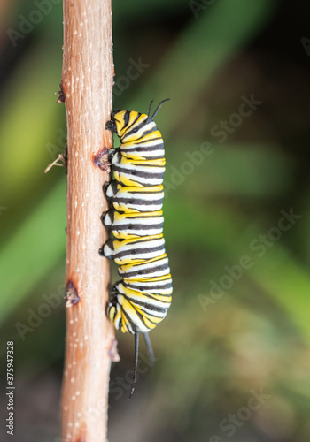 Close up of a monarch caterpillar climbing up a stick. photo