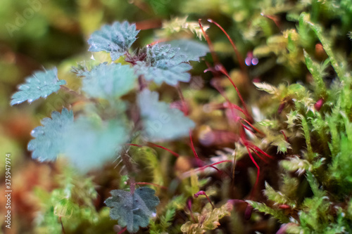 Macro of bryum moss Pohlia nutans with dew drops on forest floor over dark green background photo