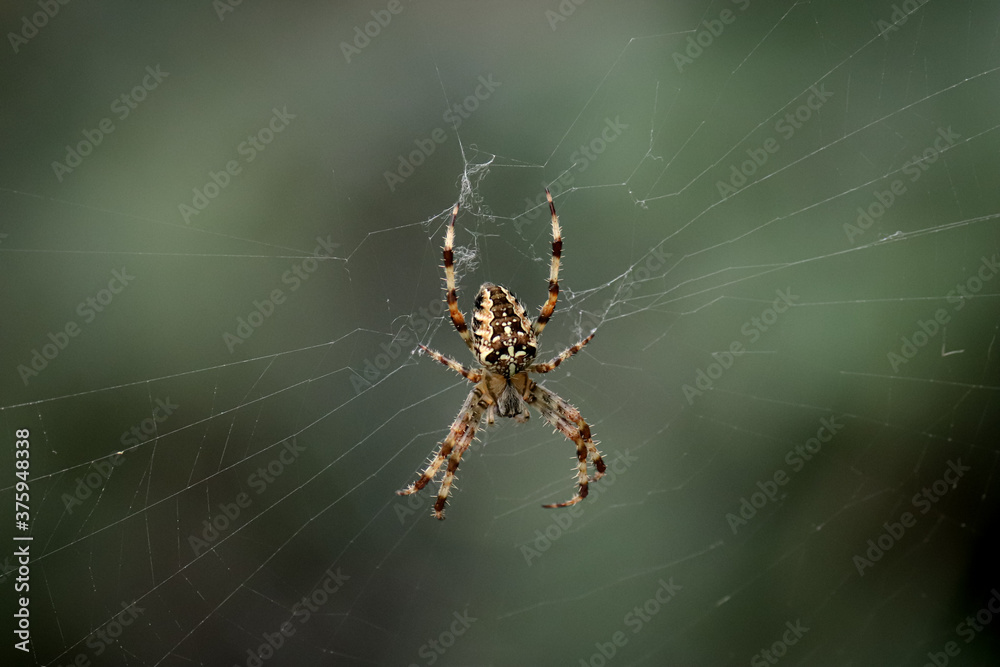 Close up photo of spider on web Close up photo of spider on web