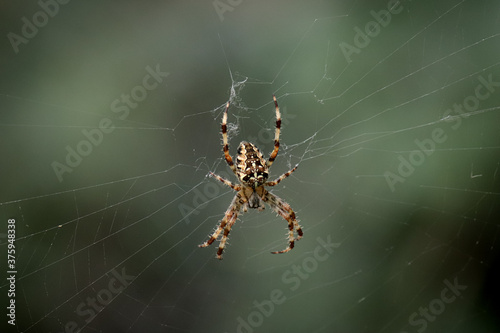 Close up photo of spider on web