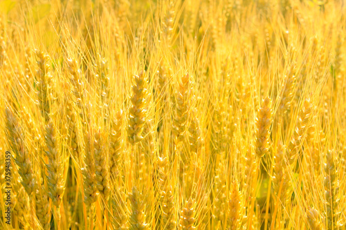 Golden rye field. Nature background. Ripe ears.