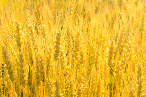 Obraz na płótnie Golden rye field. Nature background. Ripe ears. w salonie