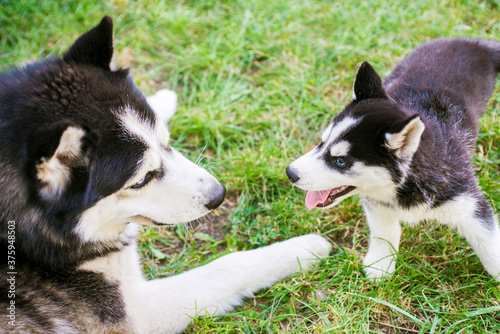 Siberian husky dog is playing with husky puppy on green grass. Two siberian husky are playing with each other in the park