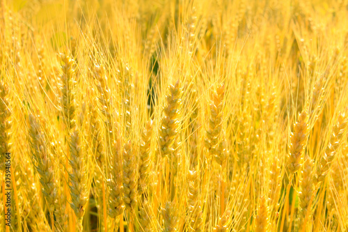 Obraz na płótnie Golden rye field. Nature background. Ripe ears. w salonie
