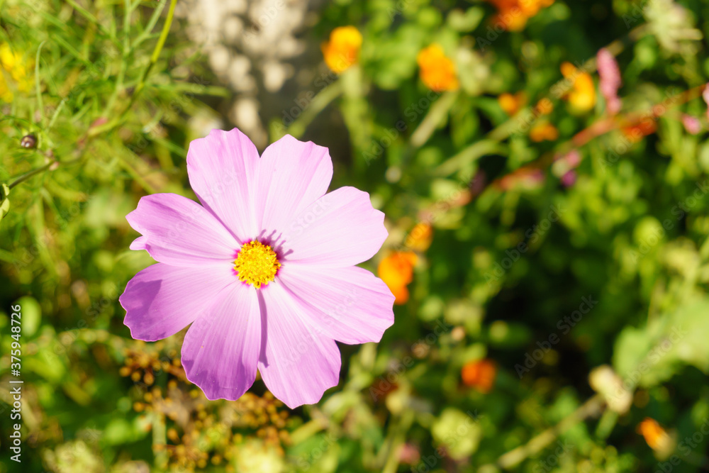 cosmos flower in the garden