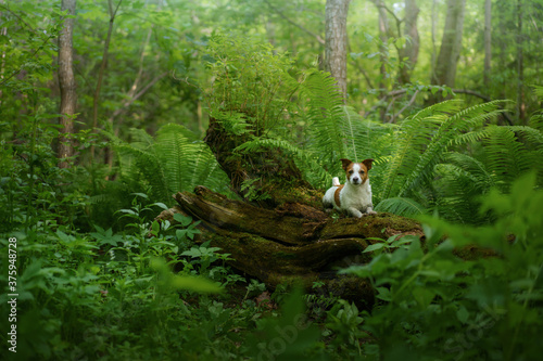 Fototapeta Naklejka Na Ścianę i Meble -  dog in the fern. Jack russell terrier hiding behind the leaves