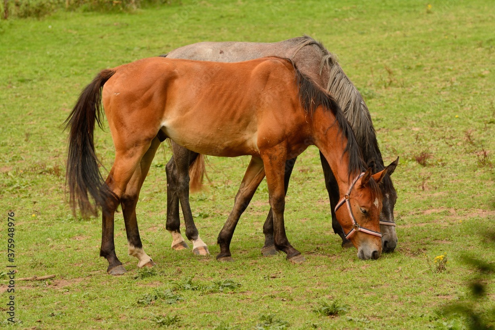 Pair of horses grazing in a field in Autumn