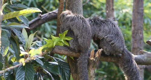 two female monkeys eat on the tree at a certain moment one steals the leaves from the other, Female of  the Guianan saki,  the golden-faced saki female on the tree