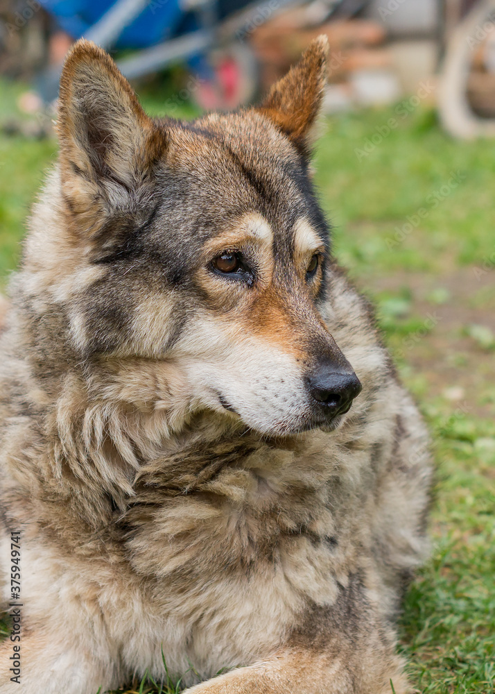 Obraz premium Portrait of an adult wolfdog (canis lupus). A hybrid of wolf and dog headshot