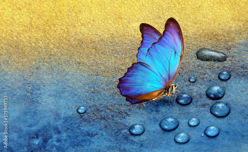 Canvas Print butterfly on dew drops