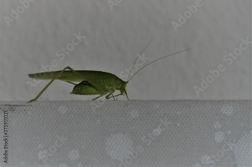 A green locust creeping on the the rim of a painting hanging on a white wall close up with a lot of copy space.