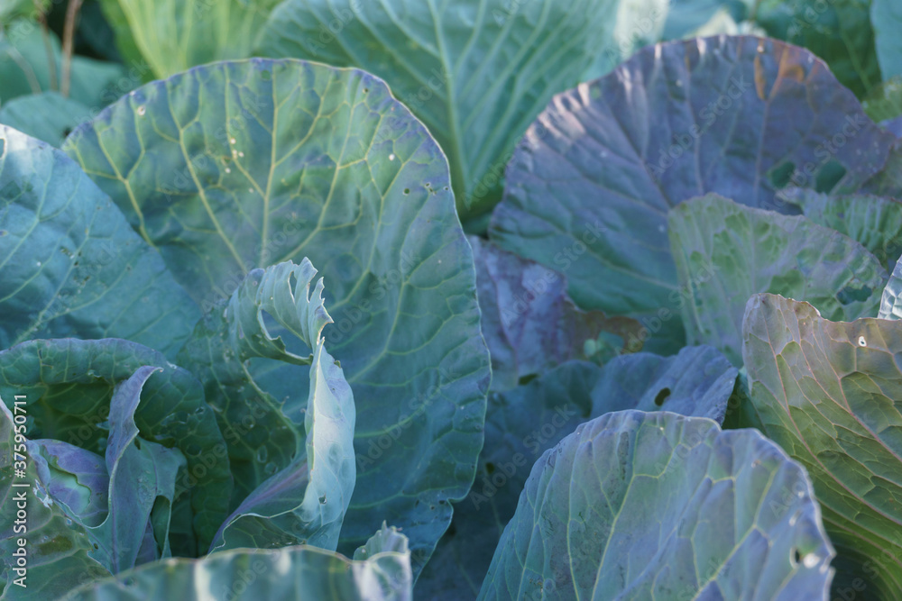 Fototapeta premium cabbage in the field