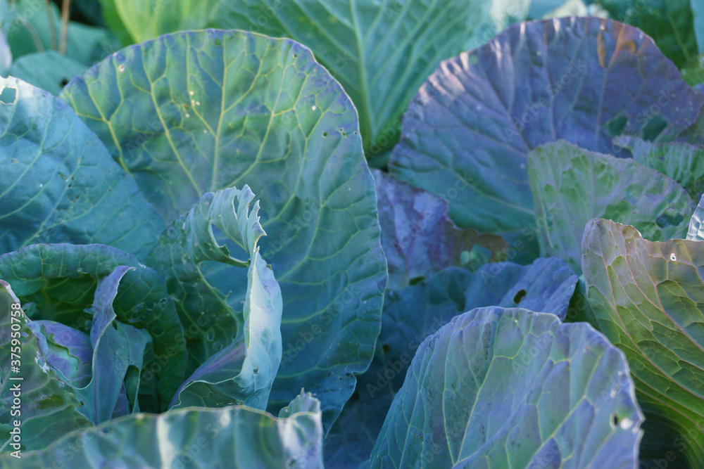 Fototapeta premium cabbage growing in the garden
