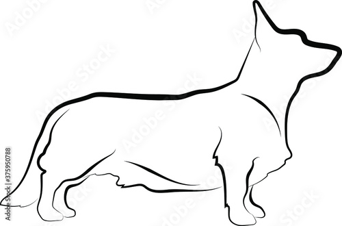 Cardigan welsh corgi full body vector silhouette illustration